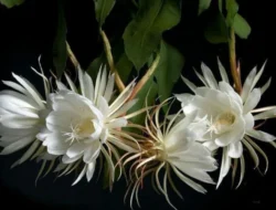 Kembang Mekar News: Media Informasi Lokal yang Tumbuh Bersama Masyarakat